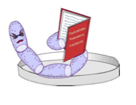 Bacterium